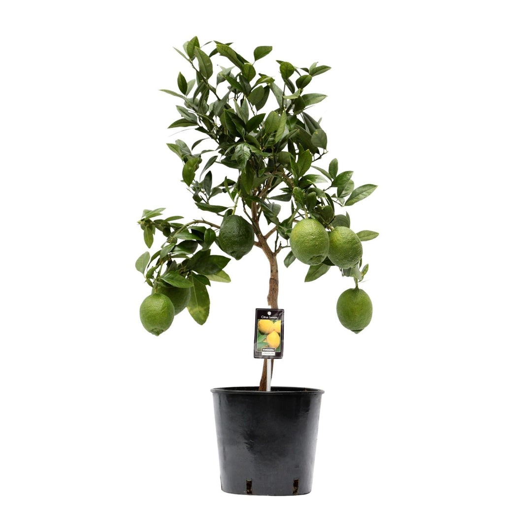 Citrus lemon tree with glossy leaves and green lemons ripening on the branches, a fresh spring plant gift for Easter