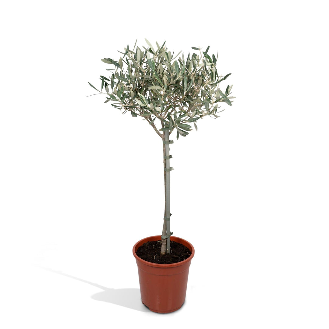 Olea europaea olive tree standard with narrow grey-green leaves on branching canopy, single stem, terracotta pot, 90cm height
