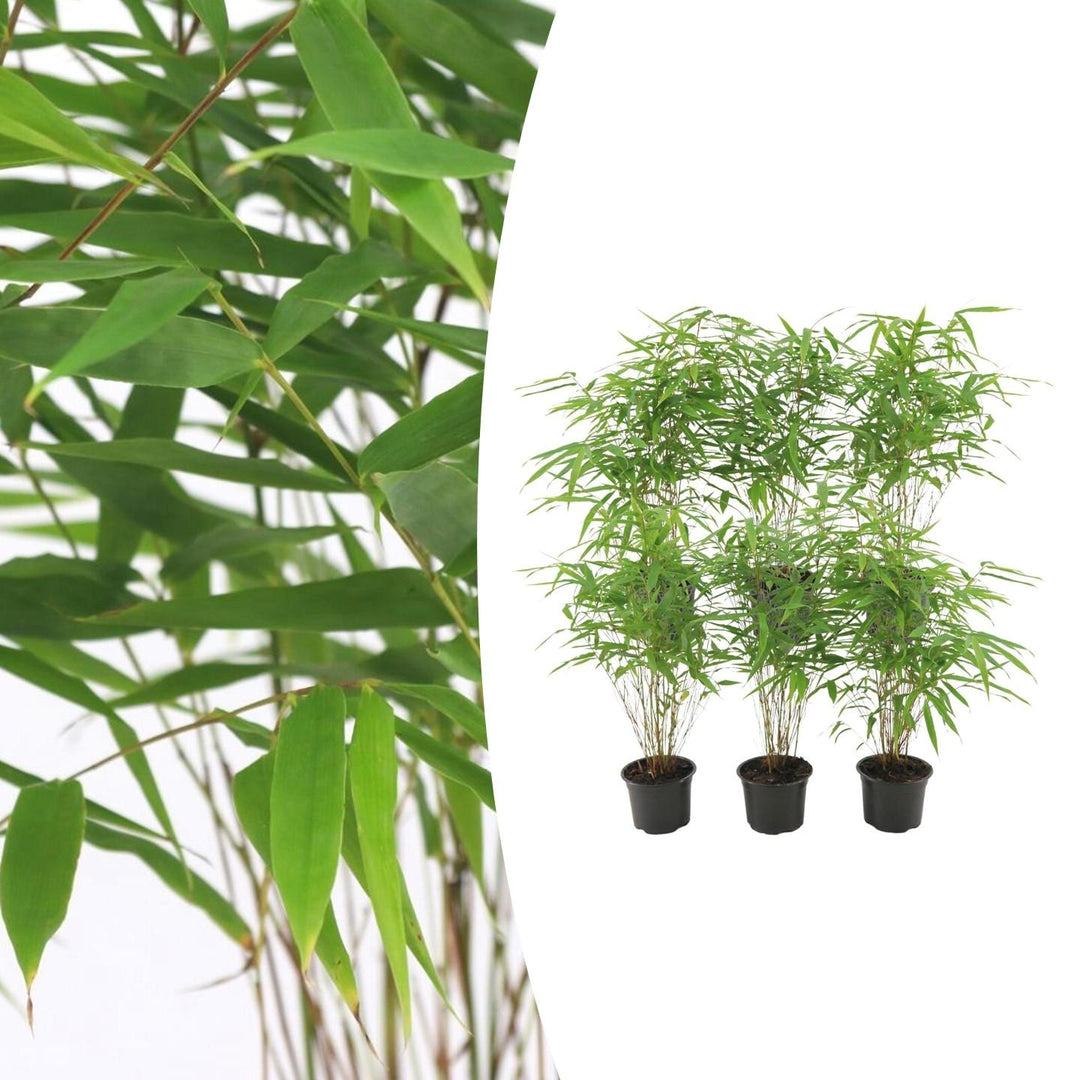 Fargesia Rufa bamboo plants with fine green lance-shaped leaves on upright canes, three potted specimens shown in black…