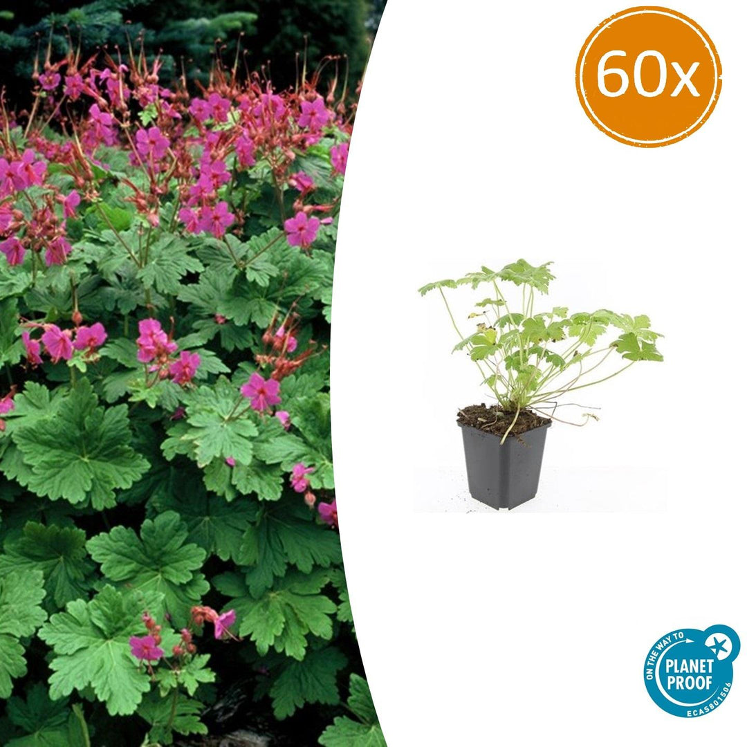 Young Geranium Macrorrhizum in black pot, delicate pink flowers above deeply lobed green leaves, 60x pack
