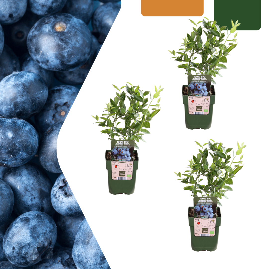Three organic blueberry plants in green pots with small blue berries, green leaves and care labels, arranged vertically…