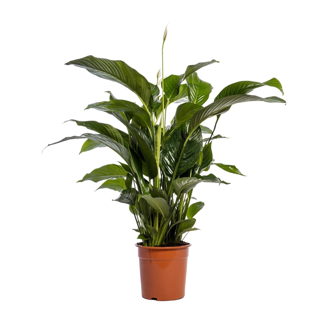 Spathiphyllum Bellini peace lily with arching green leaves in terracotta pot, approximately 100cm tall