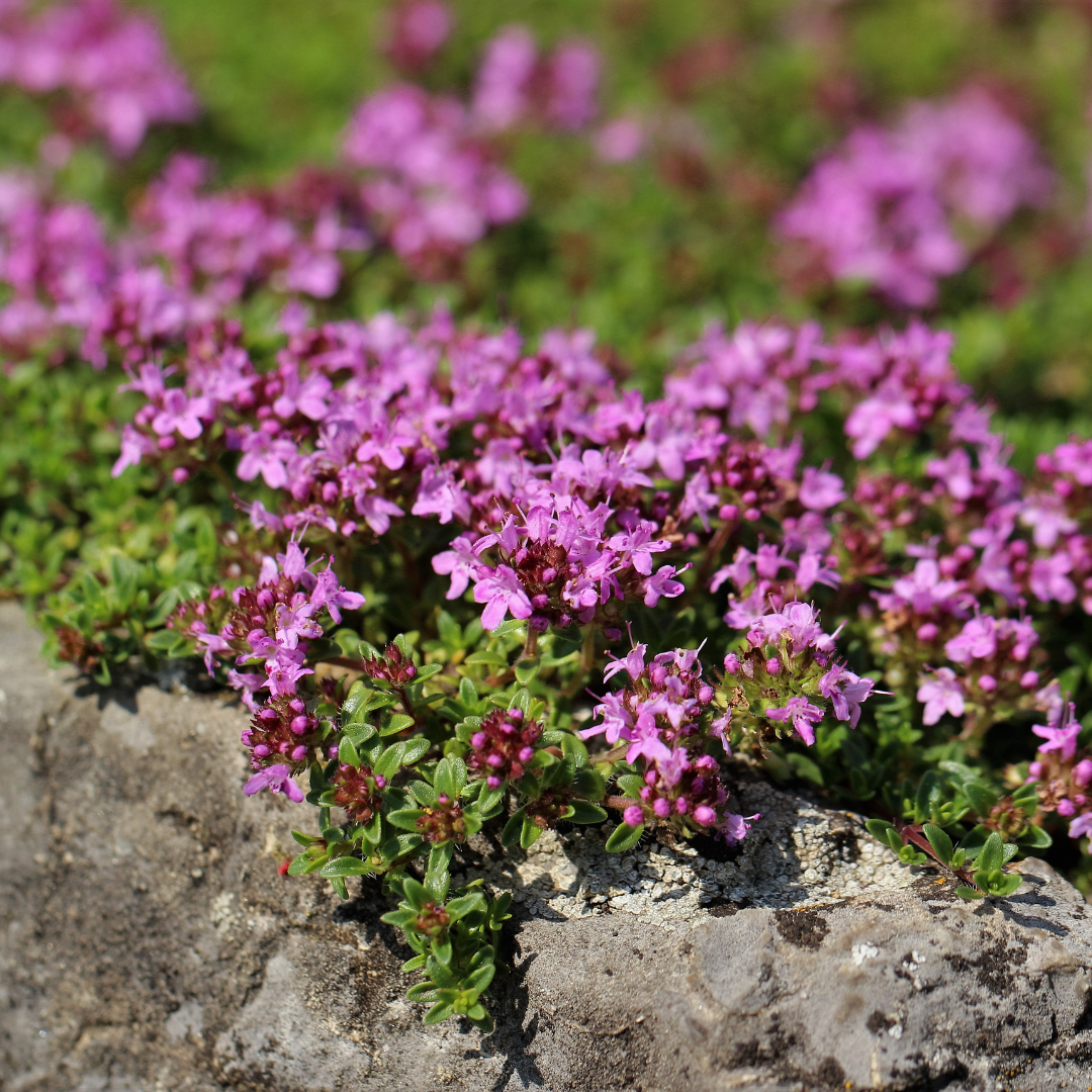 Creeping thyme, thrift and blue fescue in a well-drained Irish rockery