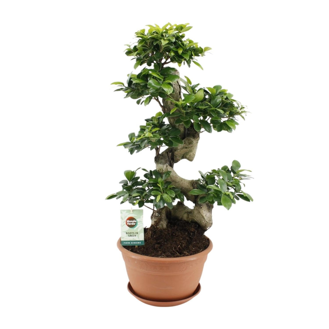 Ficus ginseng bonsai (Ficus microcarpa) with a sculptural S-curved trunk, a birthday plant gift