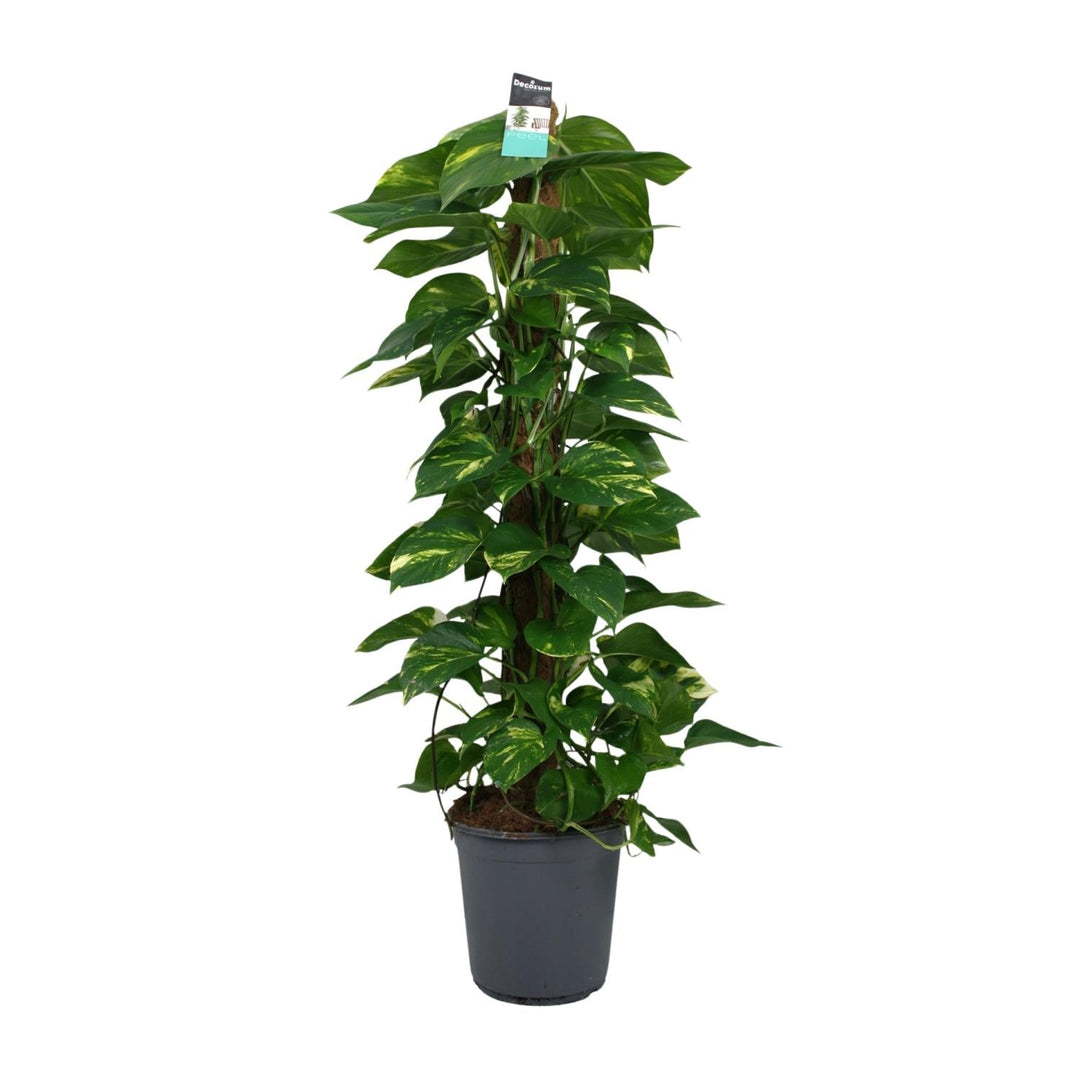 Scindapsus pothos with heart-shaped green leaves on brown stem, in dark grey pot with care label attached, approximately…