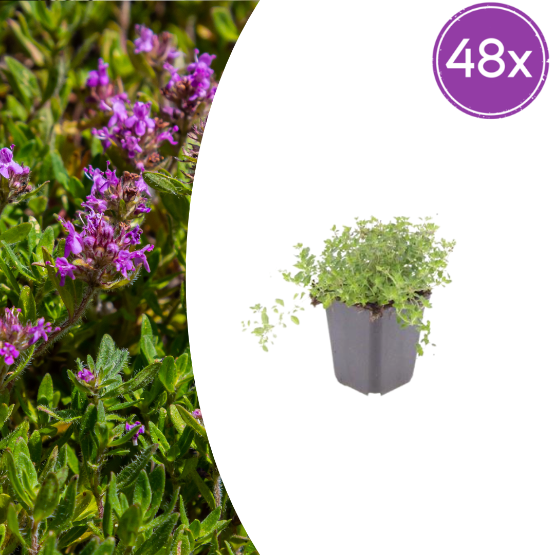 Creeping thyme and drought-resistant ground cover on a dry sunny bank in an Irish garden