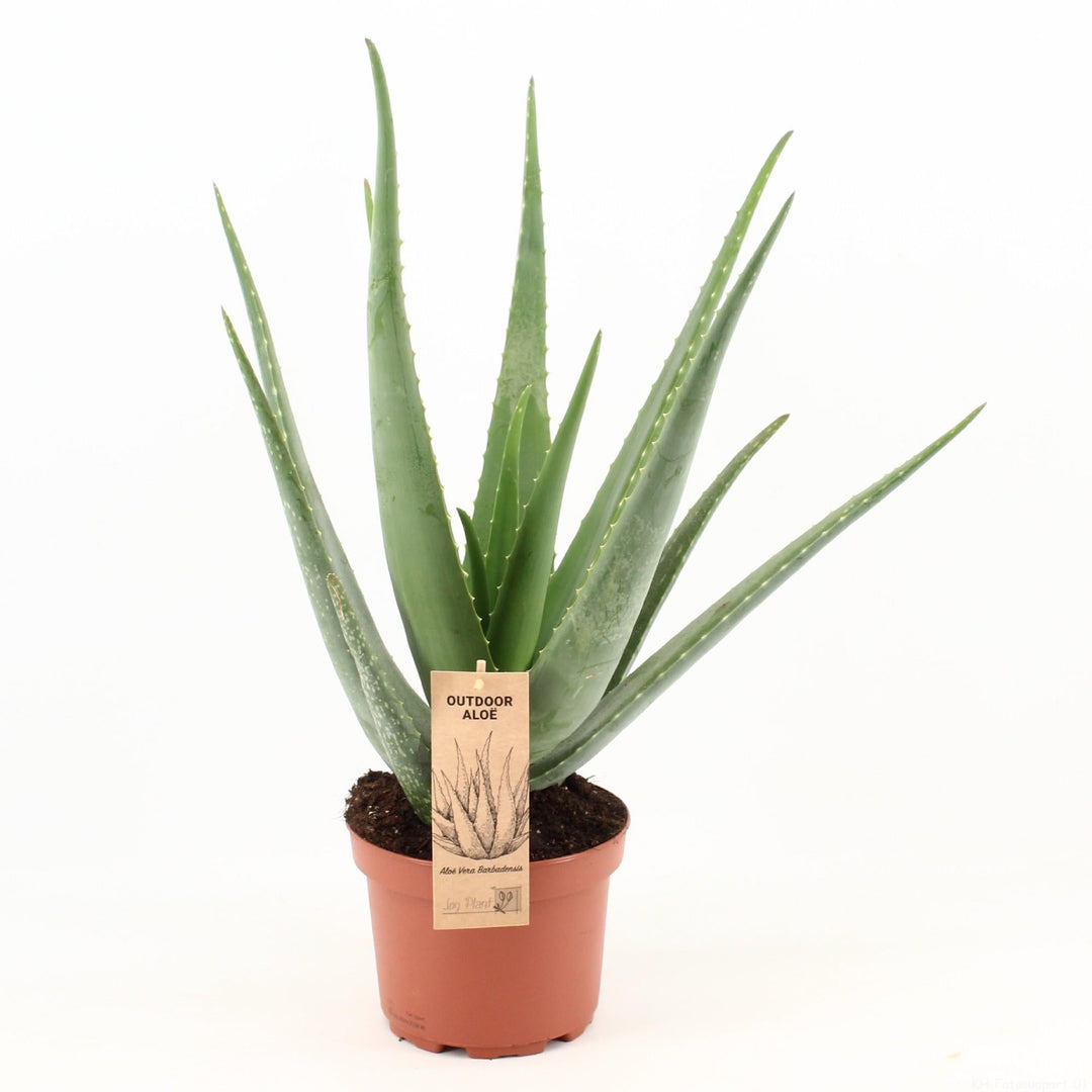 Aloe Vera Plant 70cm - Large Indoor Succulent 19cm Pot — thick succulent healing-gel leaves