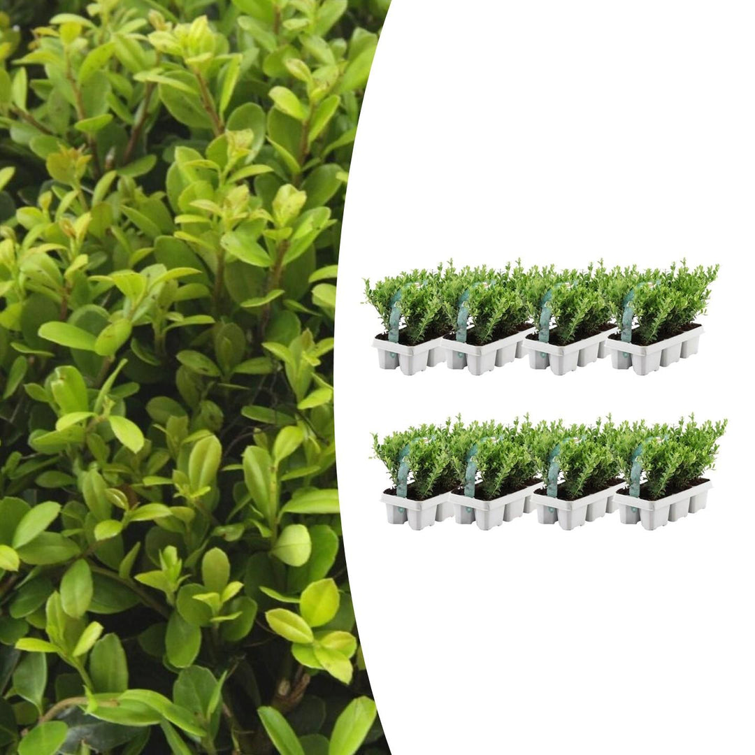 Ilex crenata Jenny Heckenpflanzen als Buchsbaum-Alternative