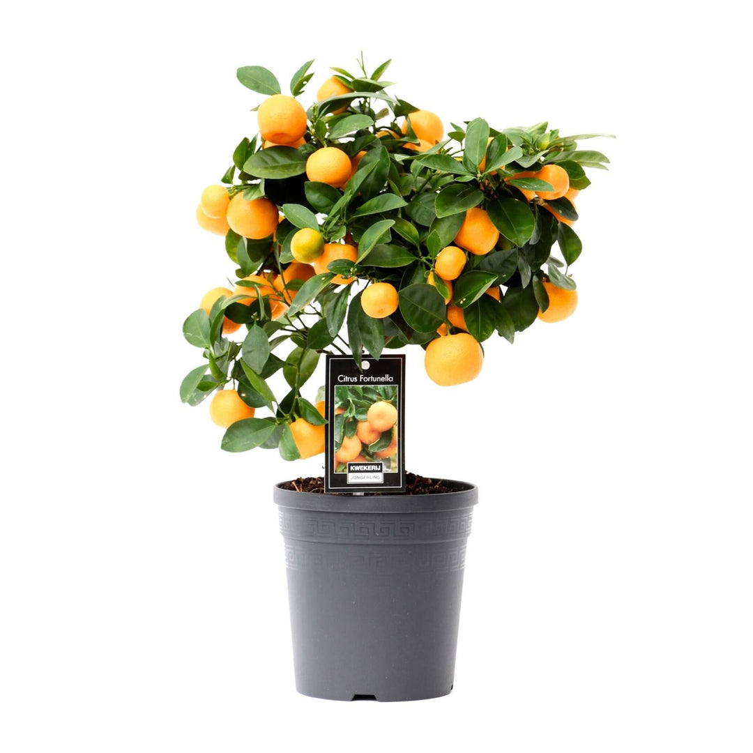 Calamondin mini orange tree (Citrus × microcarpa) with small orange fruit, a fragrant Mother's Day plant gift