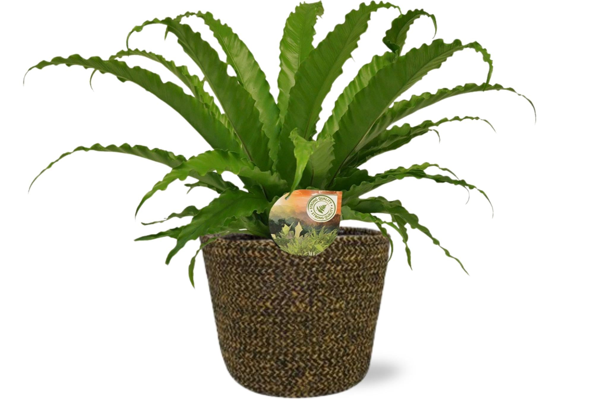 elephant ear plant for sale near me Calidora Elephant Ear (Persian Palm)