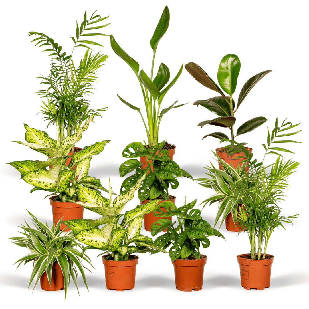 PlantGift Surprise Plant Gift Box — 10 hand-picked indoor plants delivered free across Ireland and the EU
