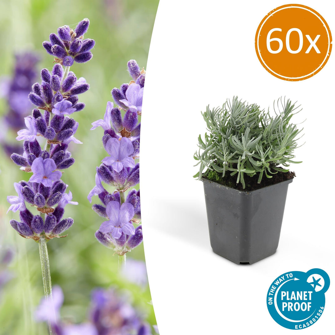 Lavandula Hidcote lavender with purple flower spikes and grey-green narrow foliage in black 9cm pot, 60x pack
