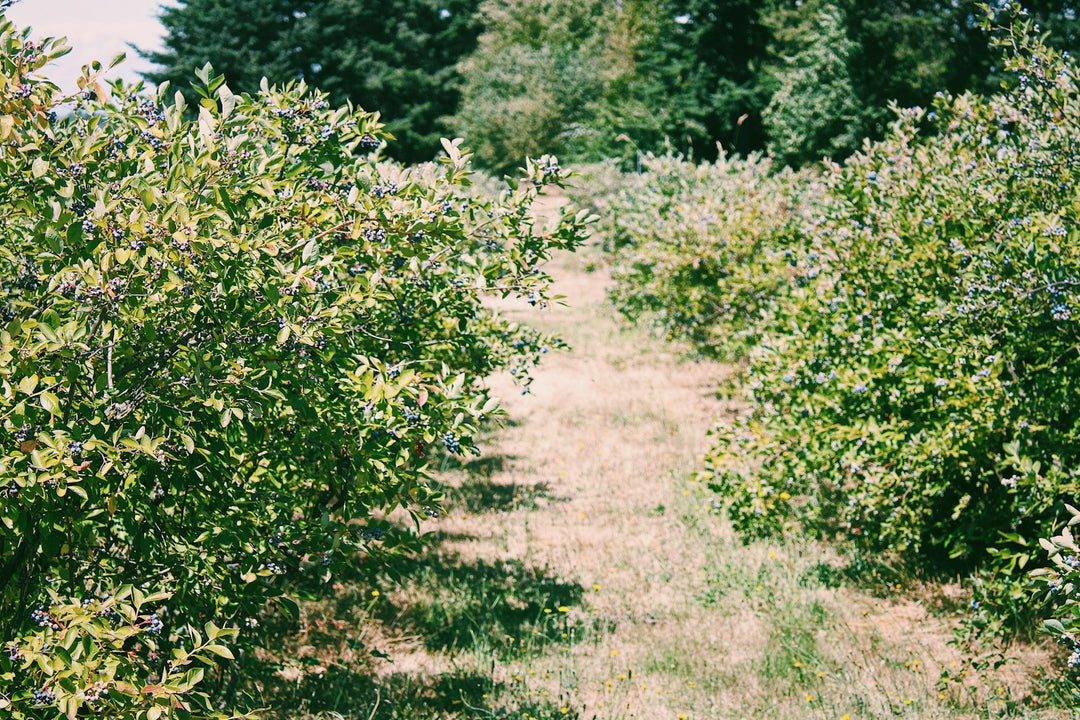 Blueberries growing on the bush