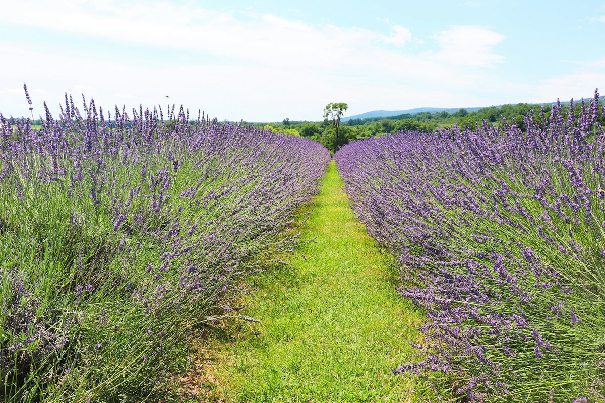 A lavender field under open sky