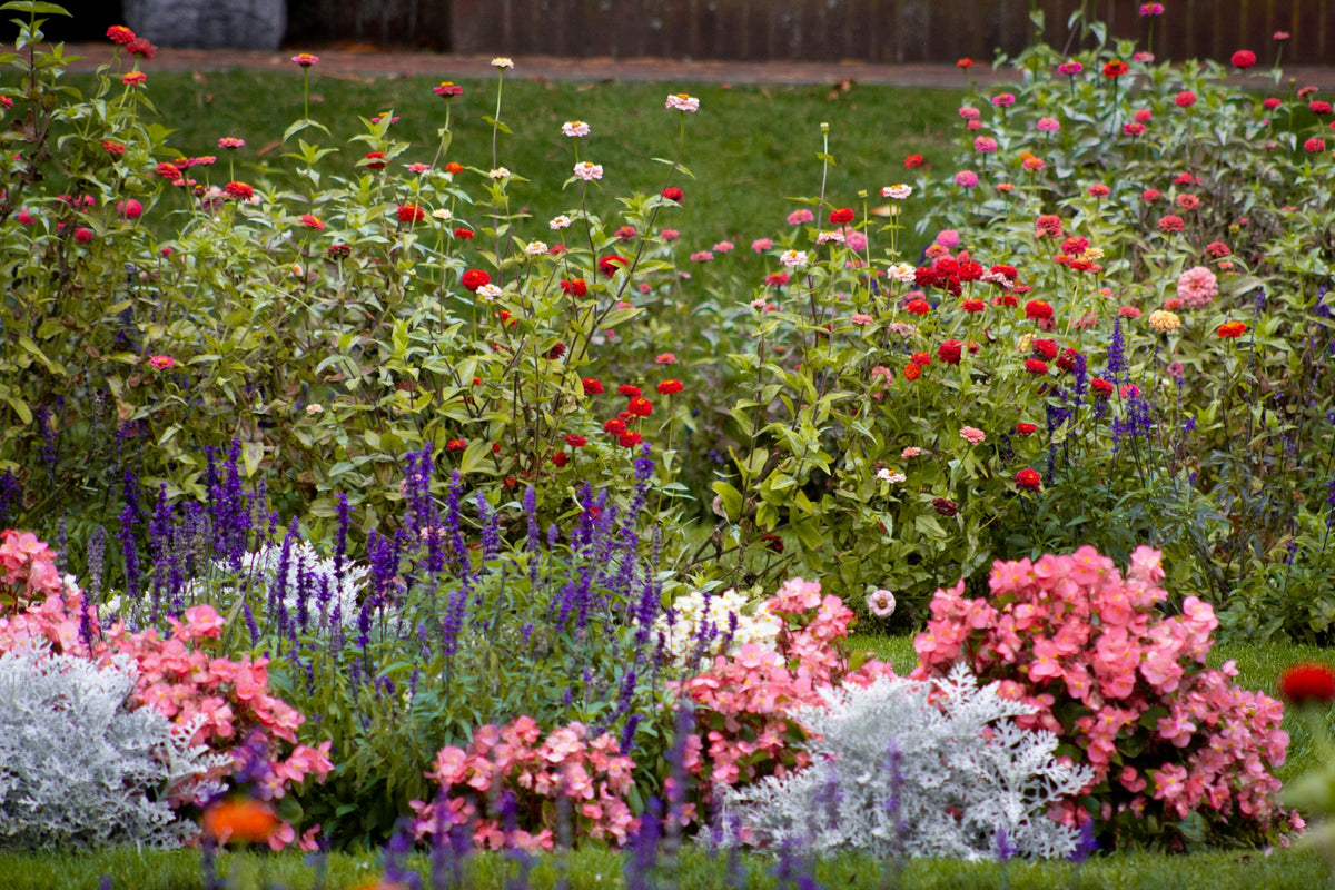 A cutting border of zinnias and blue salvia