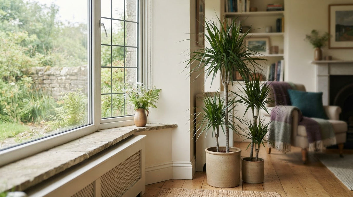 Tall dragon trees (Dracaena) in a bright living room beside a window