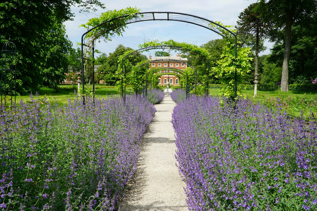 Purple catmint along a gravel path in full sun