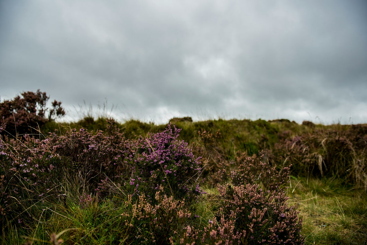 Heather and grasses on an open, windswept ridge
