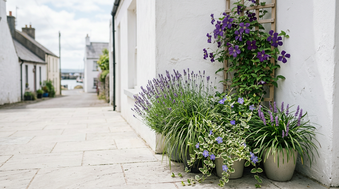 Lavender, sedge, periwinkle and a purple clematis growing in planters beside a whitewashed wall on a sunny Irish patio