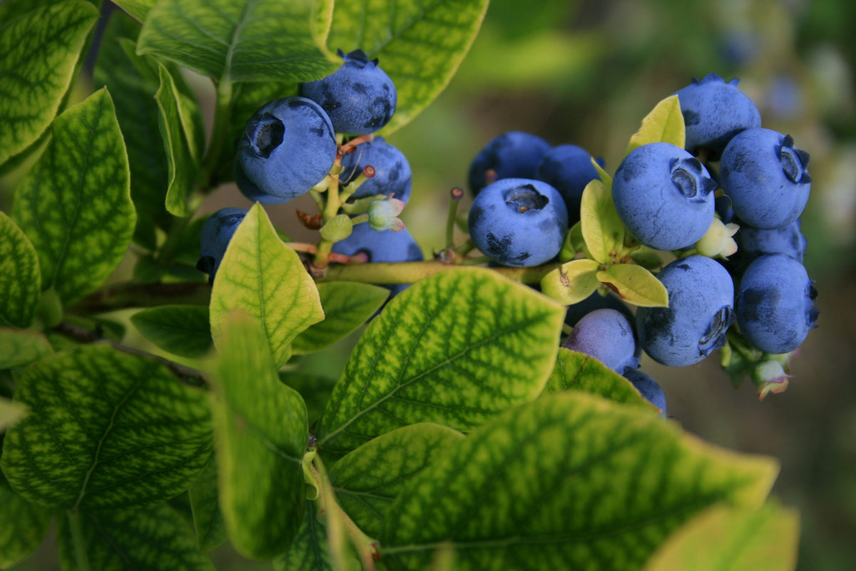Fruit Plants & Organic Berry Bushes