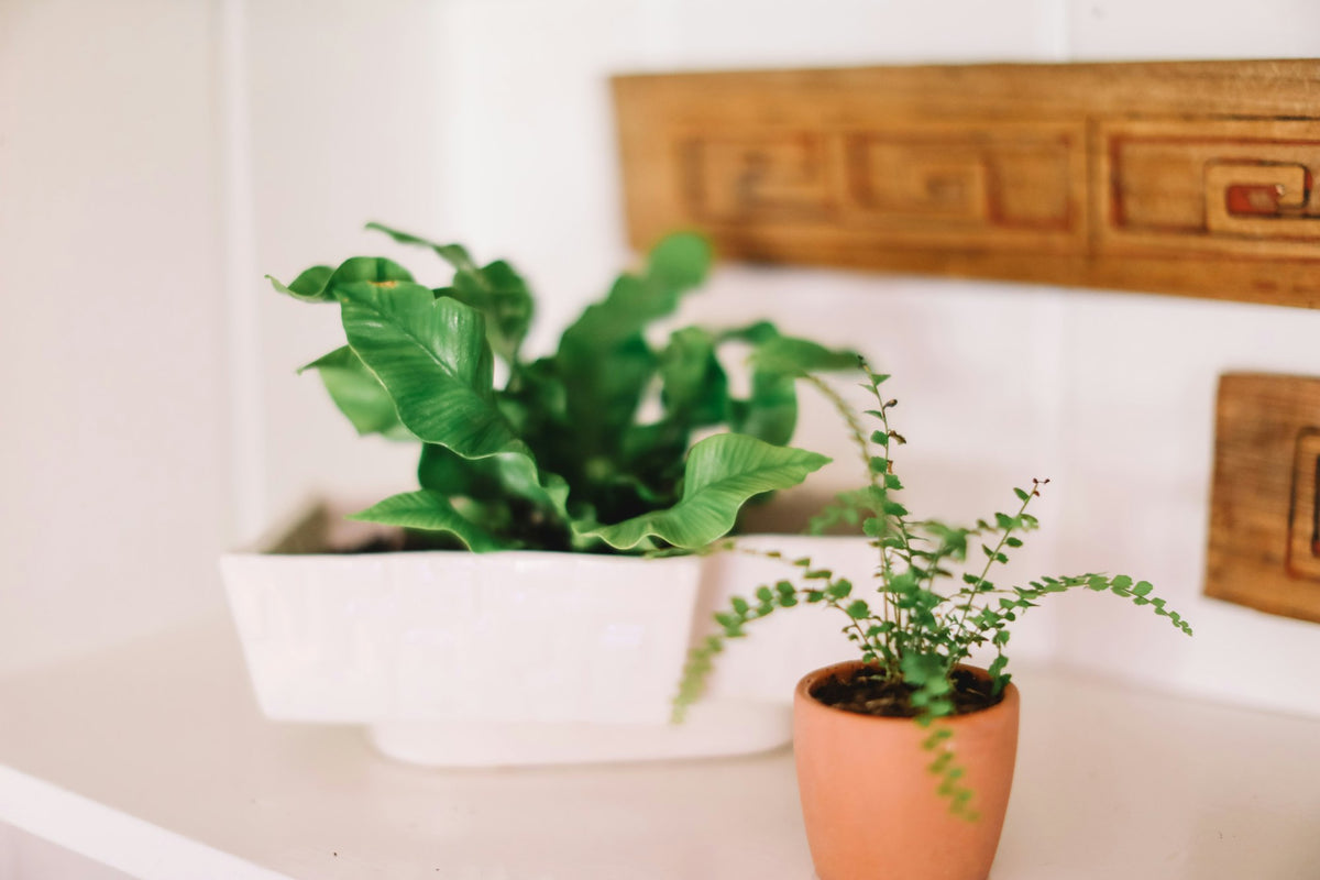 Bird's nest fern and a small fern on a white table