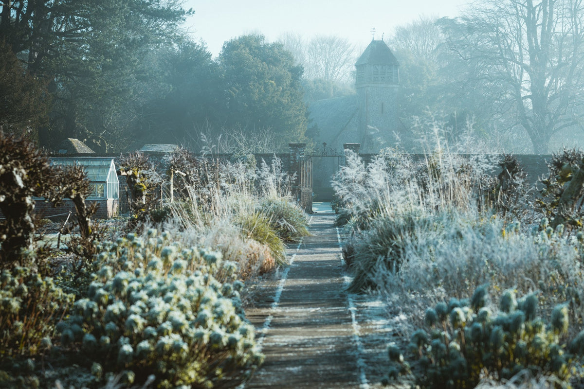 Frost-covered garden path lined with hardy plants in winter