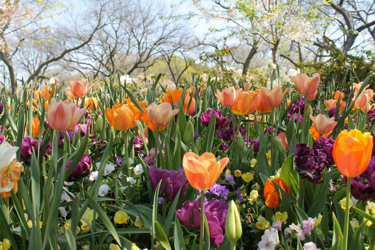 Spring Flower Bulbs — Tulips, Daffodils, Alliums & Crocus