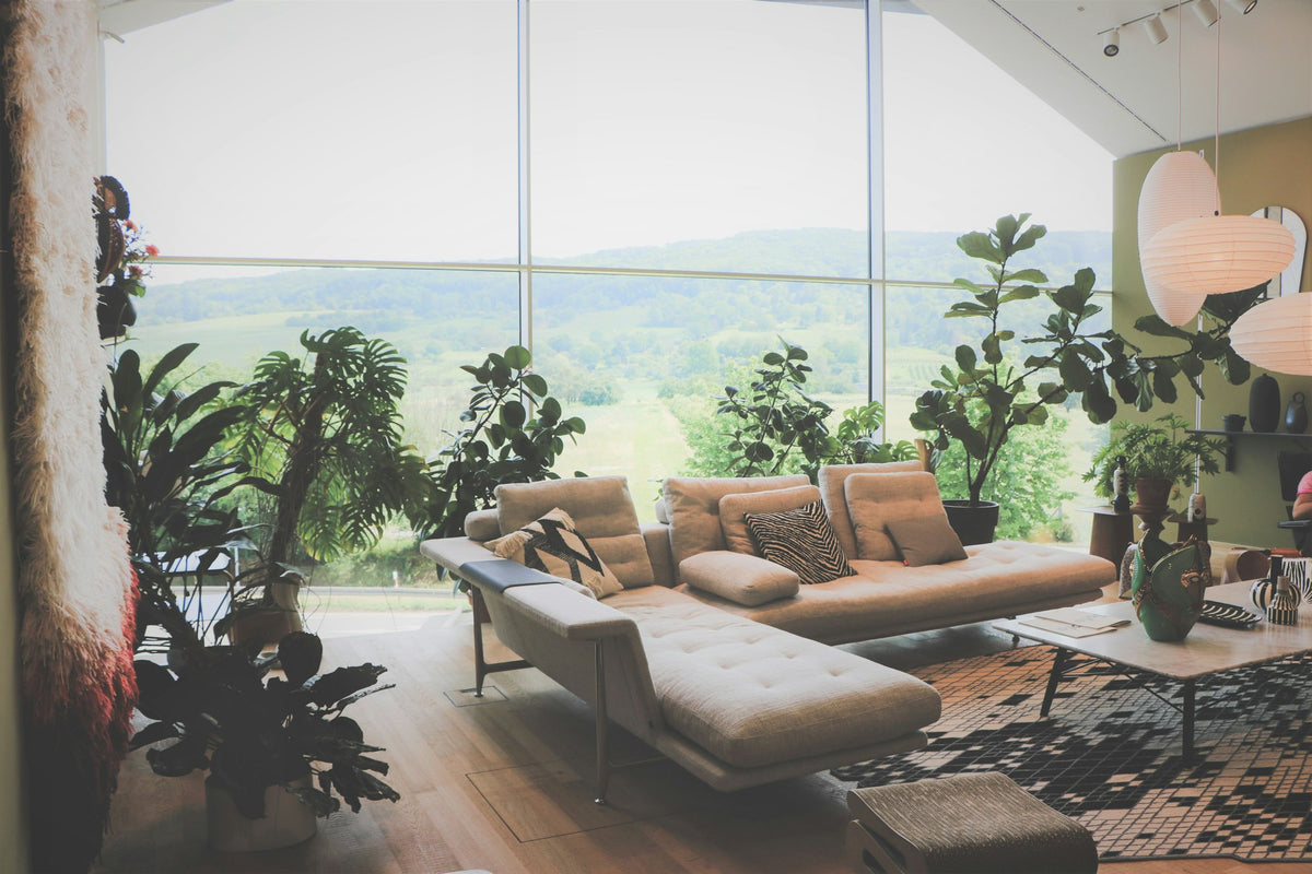Bright living room with tall statement floor plants