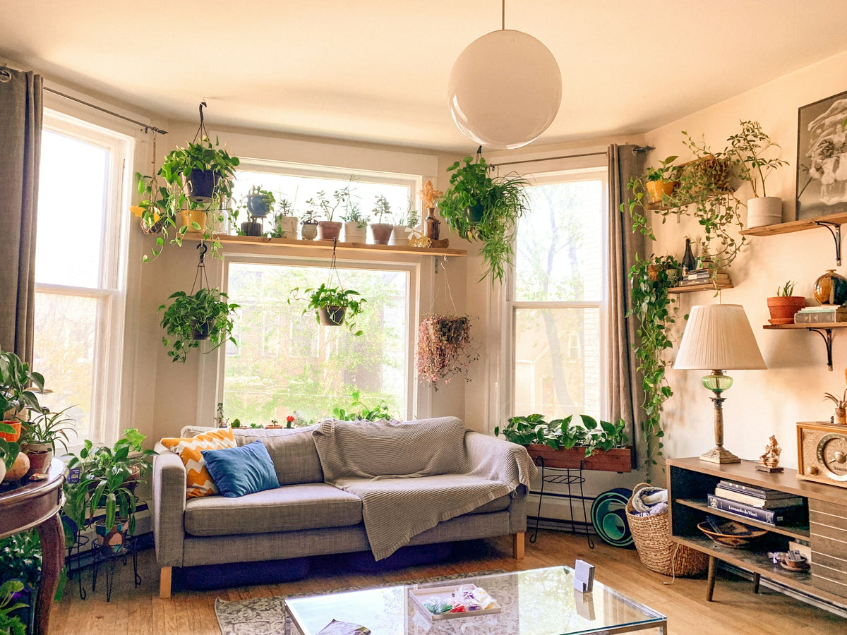 Sunny living room with houseplants by the windows