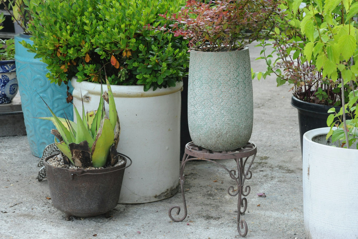 Potted plants grouped in containers on a patio