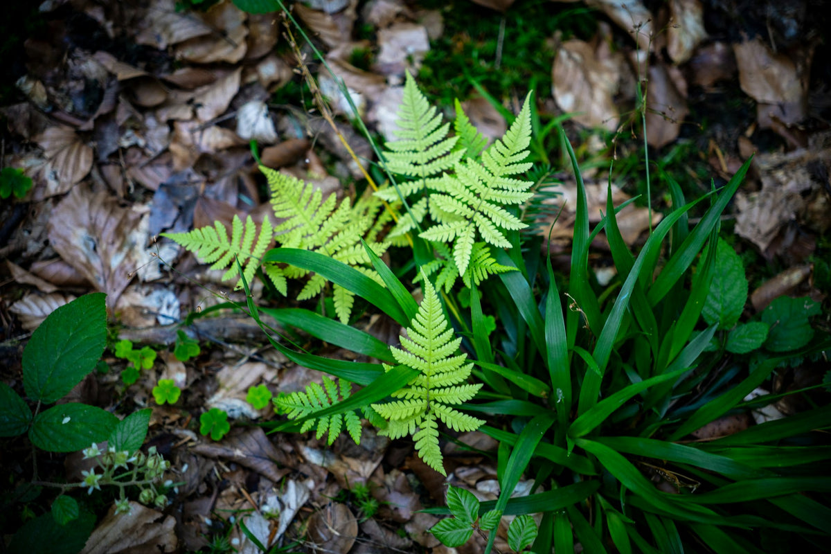 Fern and shade-loving plants growing among leaf litter in a woodland garden