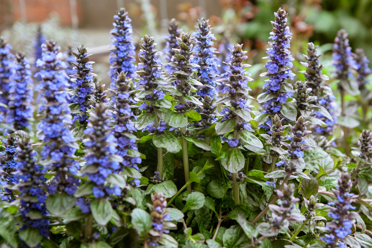 Ground Cover Plants — Weed-Suppressing Garden Covers