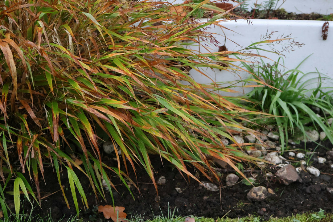 Arching ornamental grass in a garden border against a white wall