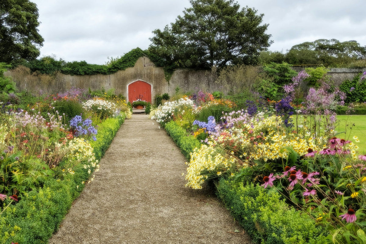 Garden Plants - Perennials, Climbers, Grasses & Shrubs