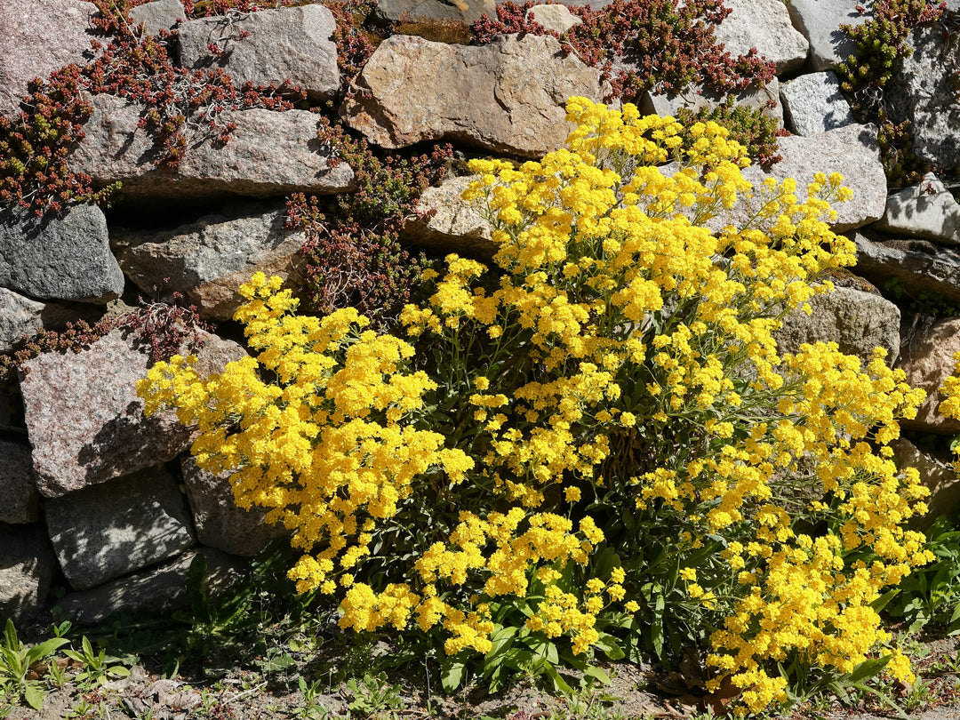 Yellow alpine flowers tumbling over a dry stone wall