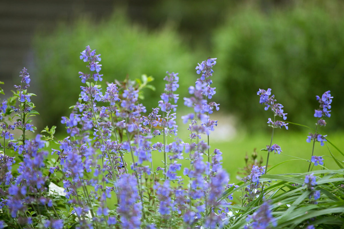 Blue catmint flowering in a perennial border
