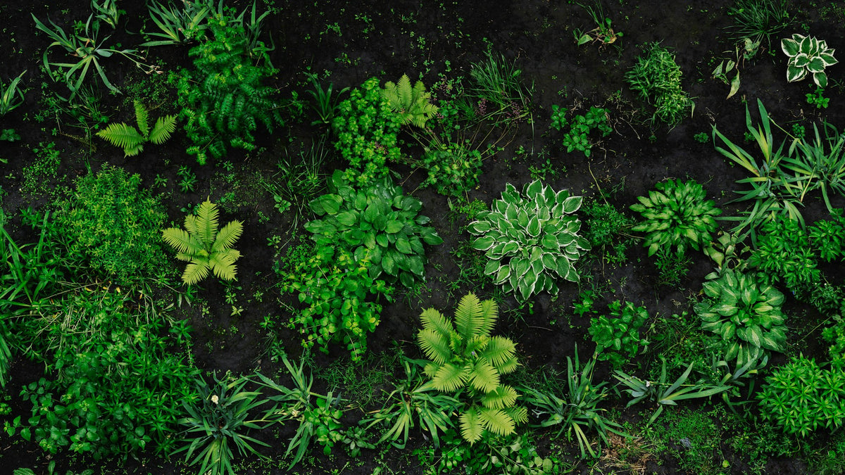 Young ground cover plants newly planted and spaced out in a mulched bed