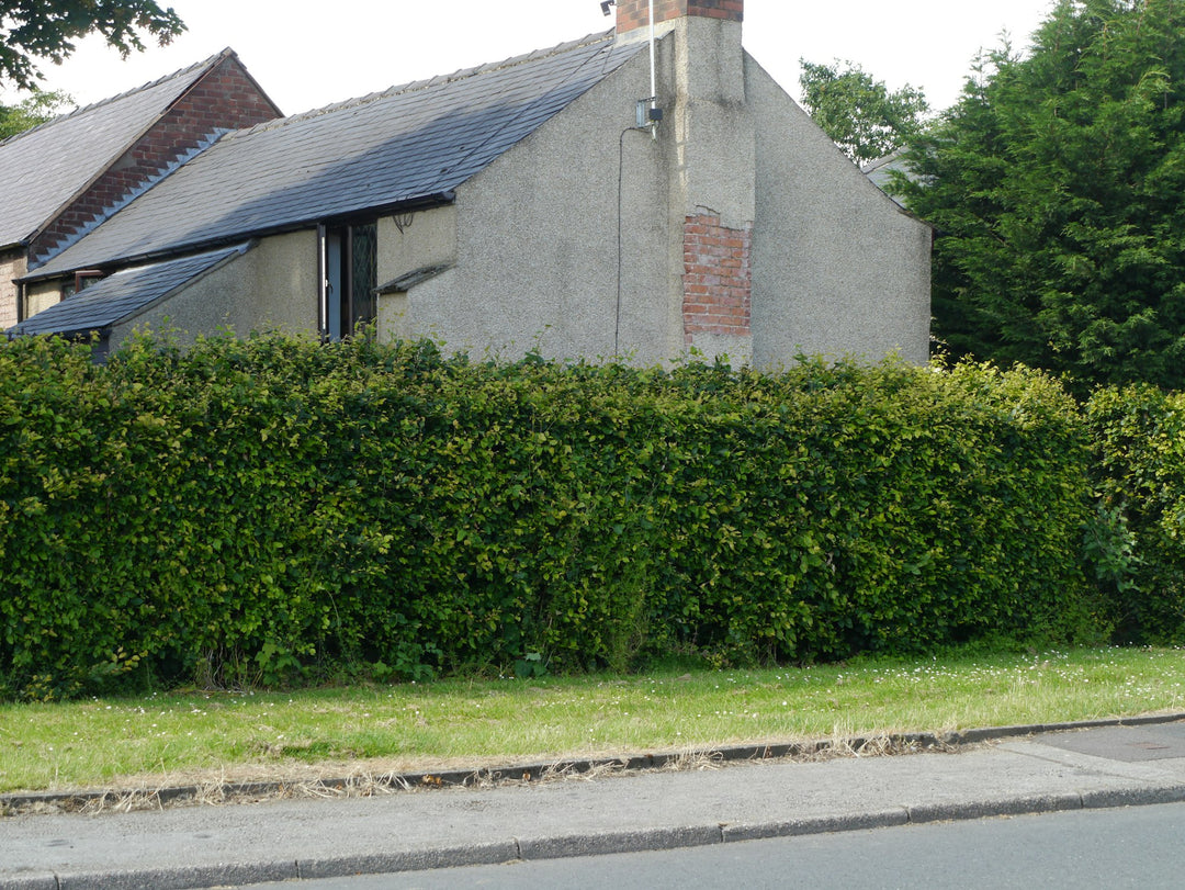 Neatly clipped evergreen hedge along a house wall