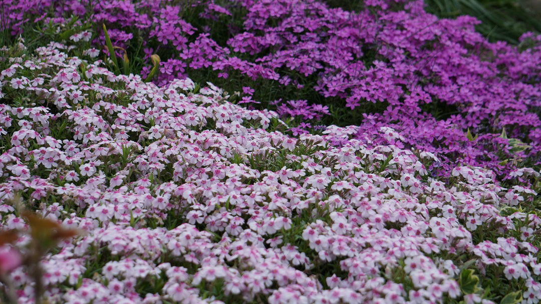 Carpet of flowering ground cover plants in a garden
