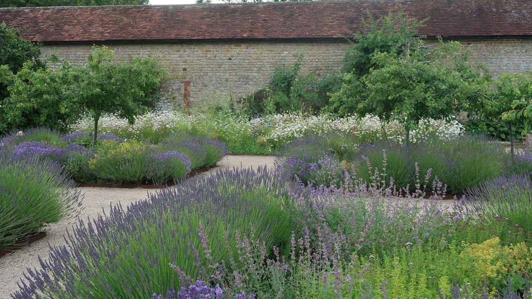 Lavender, catmint and grasses in a walled gravel garden