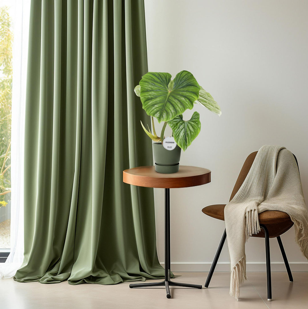 Indoor Plants — Houseplants for Every Room