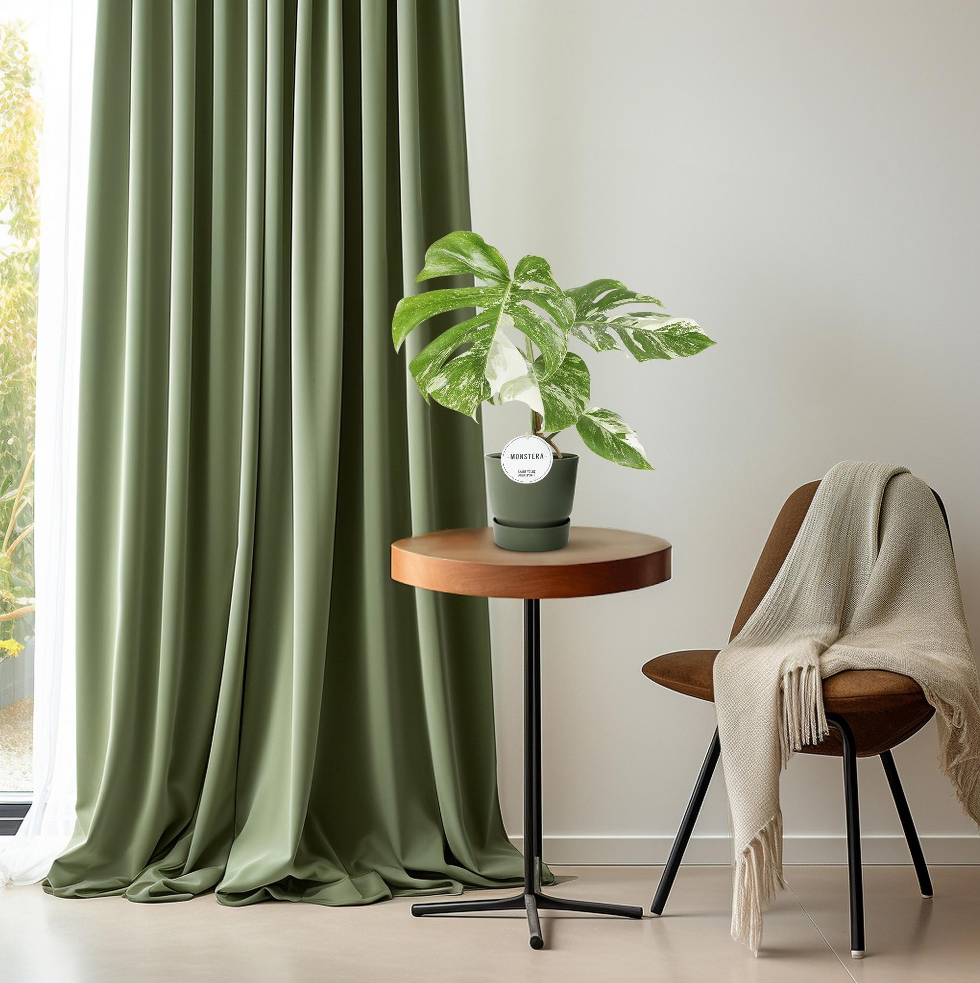 House Plants