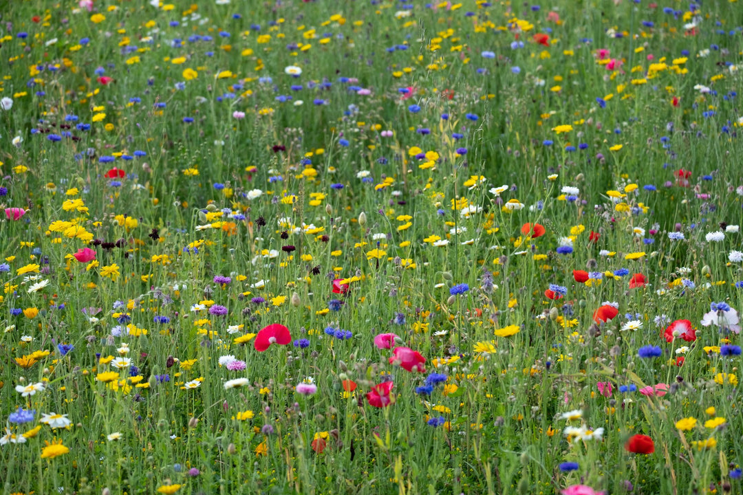 A meadow of cornflowers, poppies and oxeye daisies in long grass