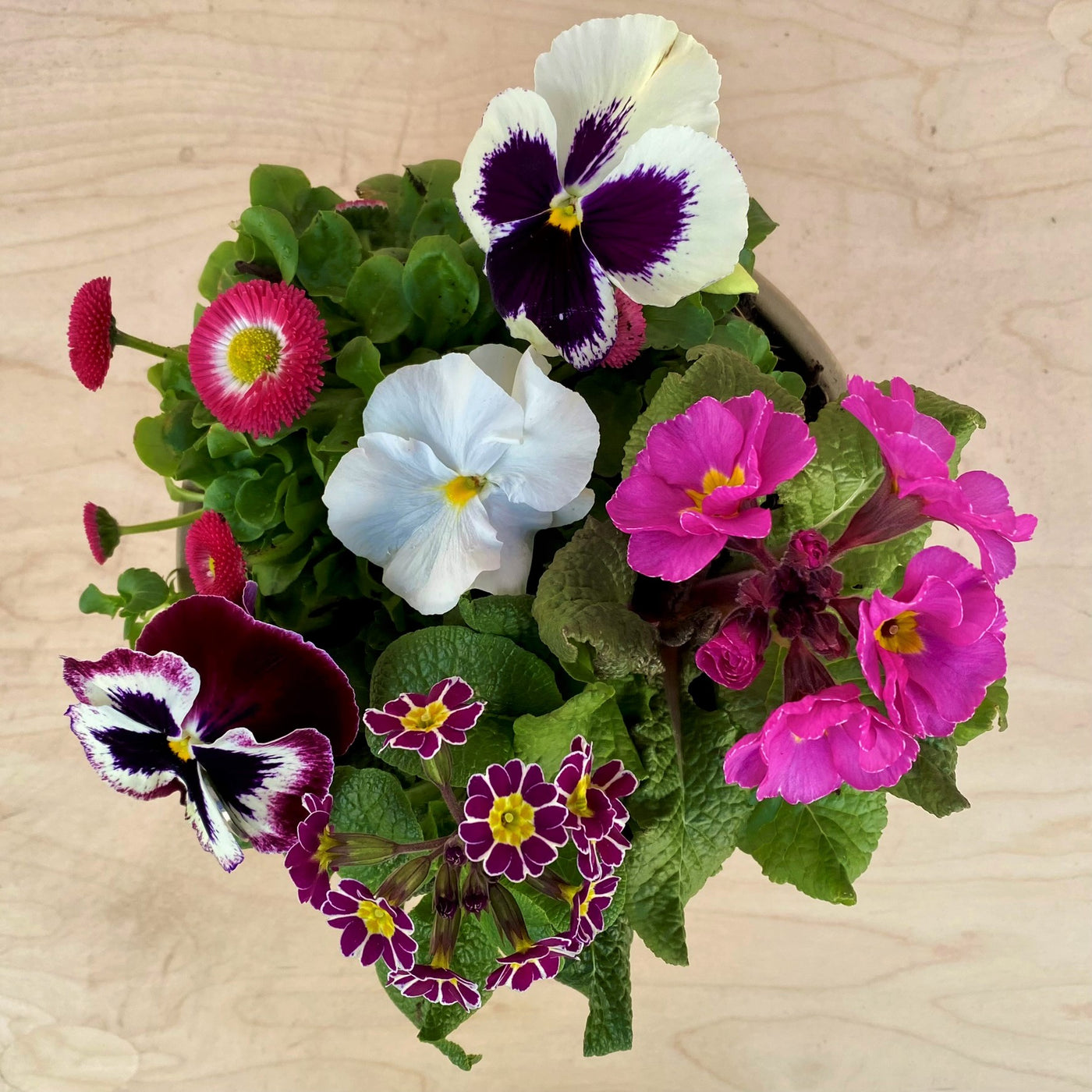 PlantGift Spring Pots