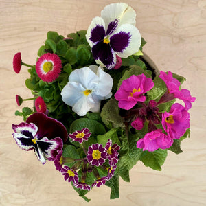 PlantGift Spring Pots