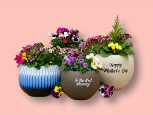 Plant Gifts for Any Occasion 