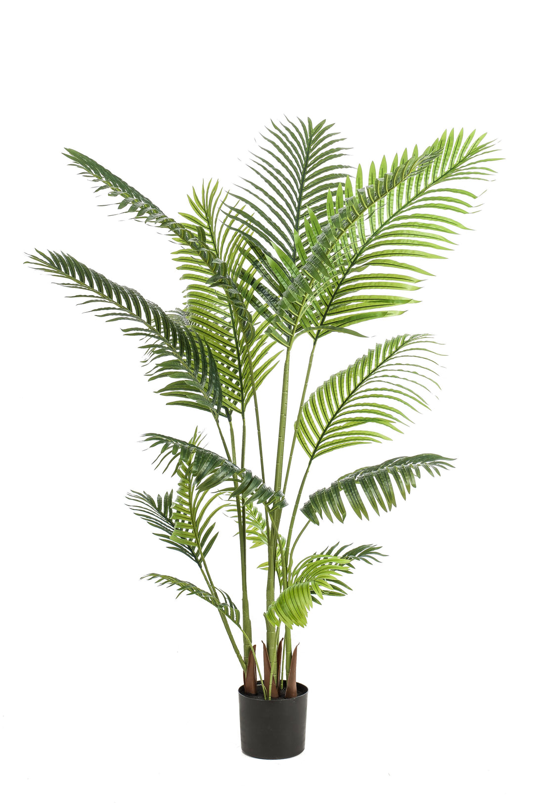 Howea Forsteriana (Kentia Palm) Ø24cm Pot - ↕120cm