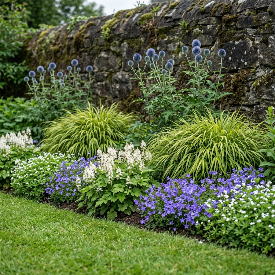 Illustration of the Copenhagen border once established, planted with Campanula poscharskyana, Tiarella cordifolia, Galium odoratum, Hakonechloa macra and Echinops ritro
