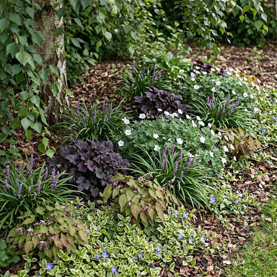 Illustration of the Kyiv border once established, planted with Vinca minor, Heuchera mic., Epimedium rubrum, Liriope muscari and Geranium sang.