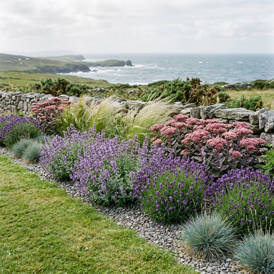 Illustration of the Malmö border once established, planted with Festuca glauca, Stipa tenuissima, Sedum, Lavandula int. and Nepeta faassenii